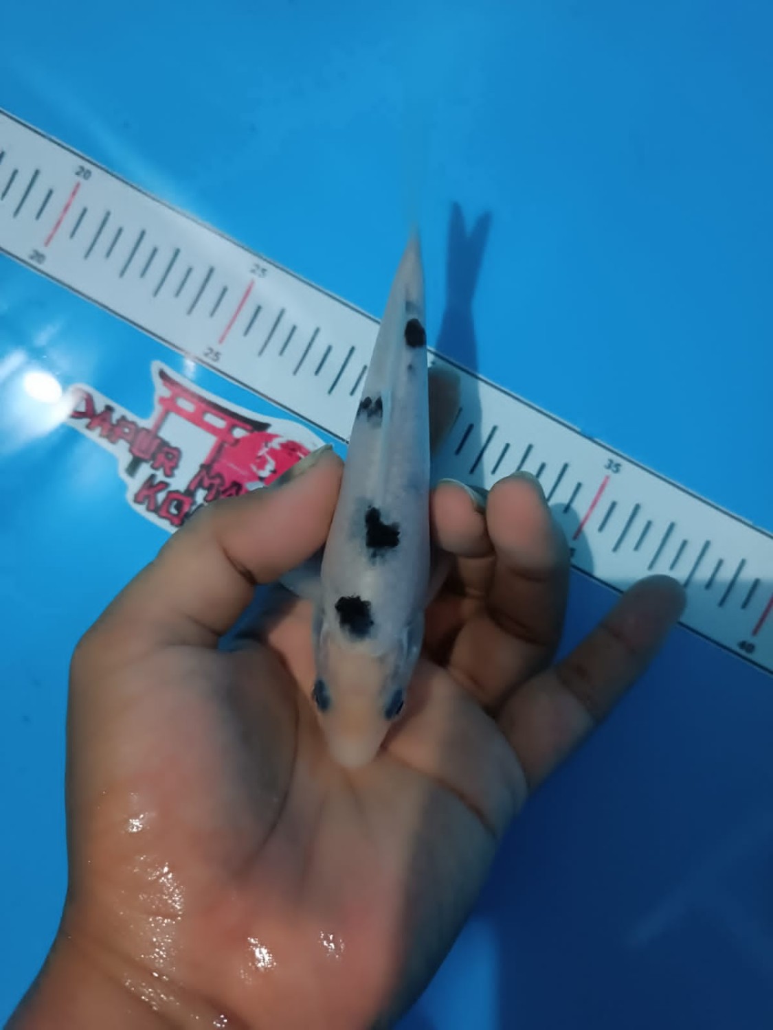 Juara 5