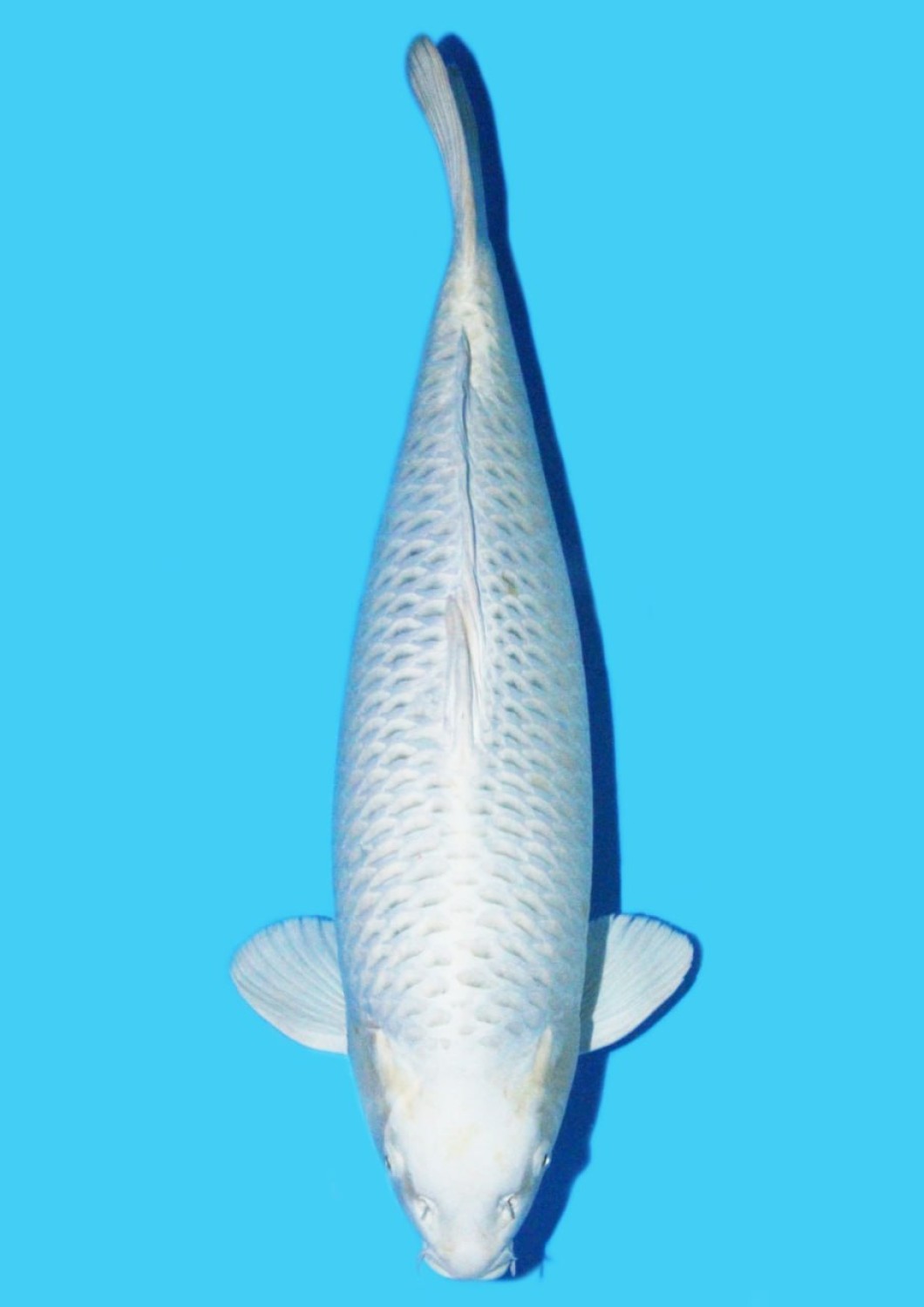 Juara 1