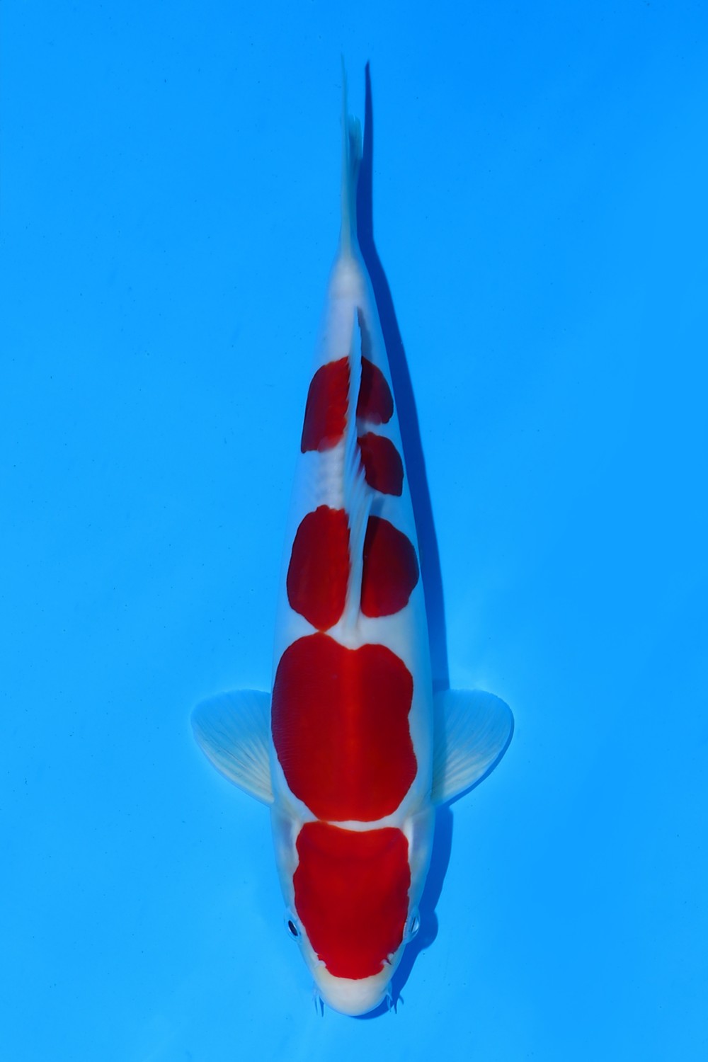 Juara 4