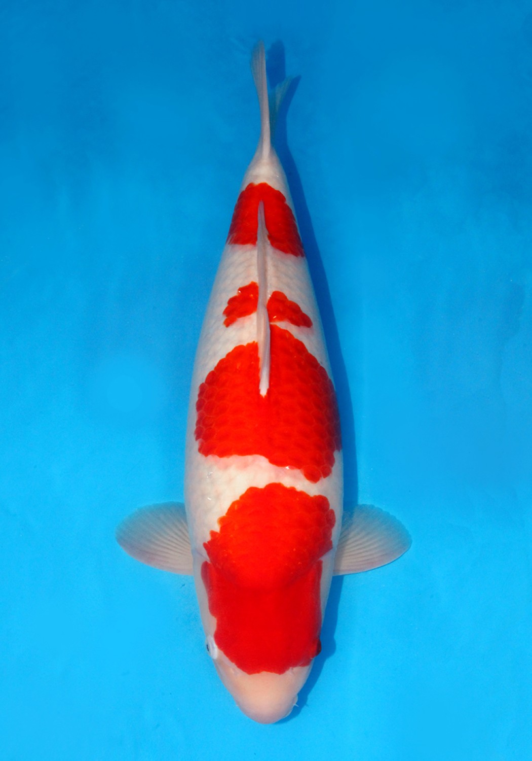 Juara 4