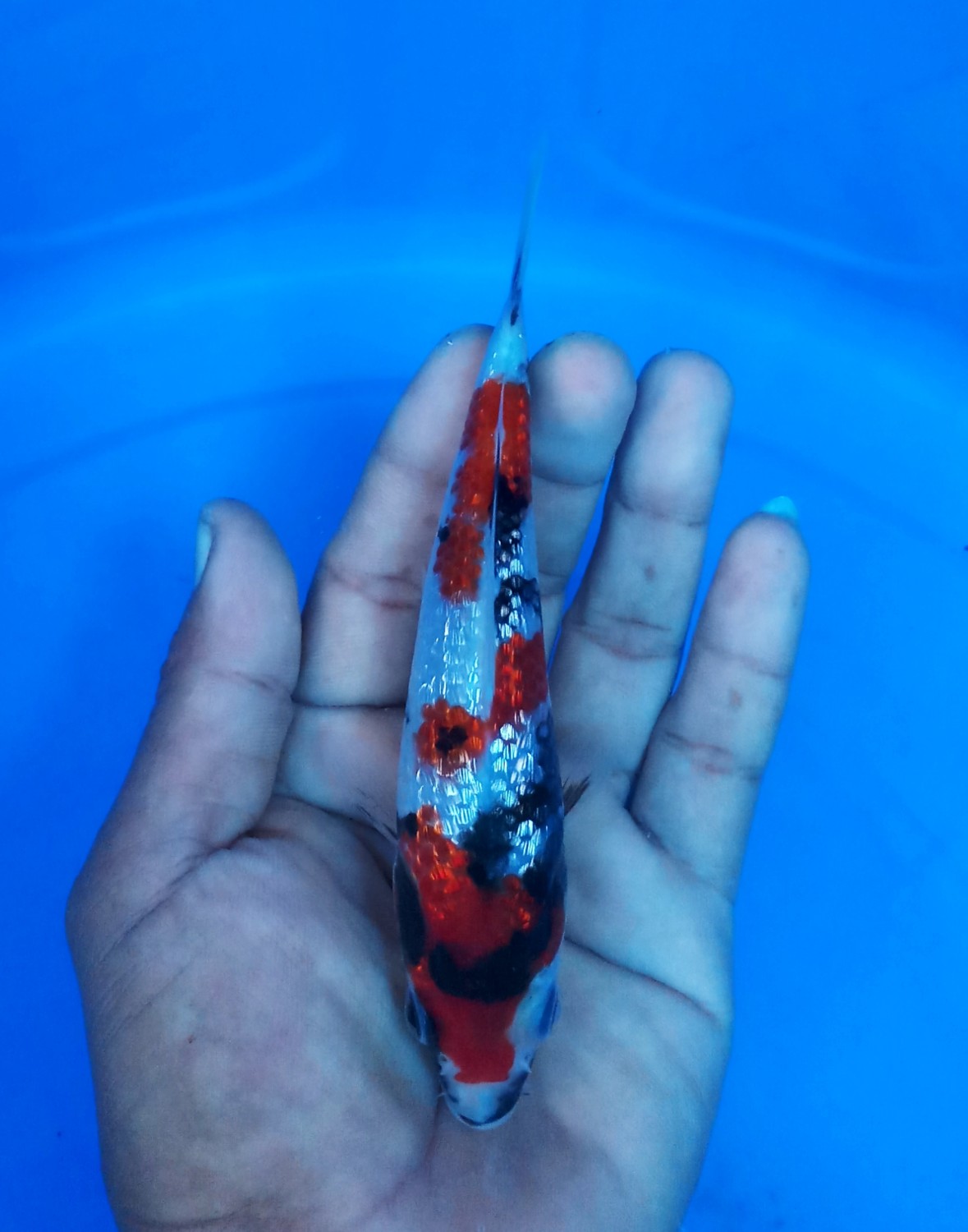 Juara 4