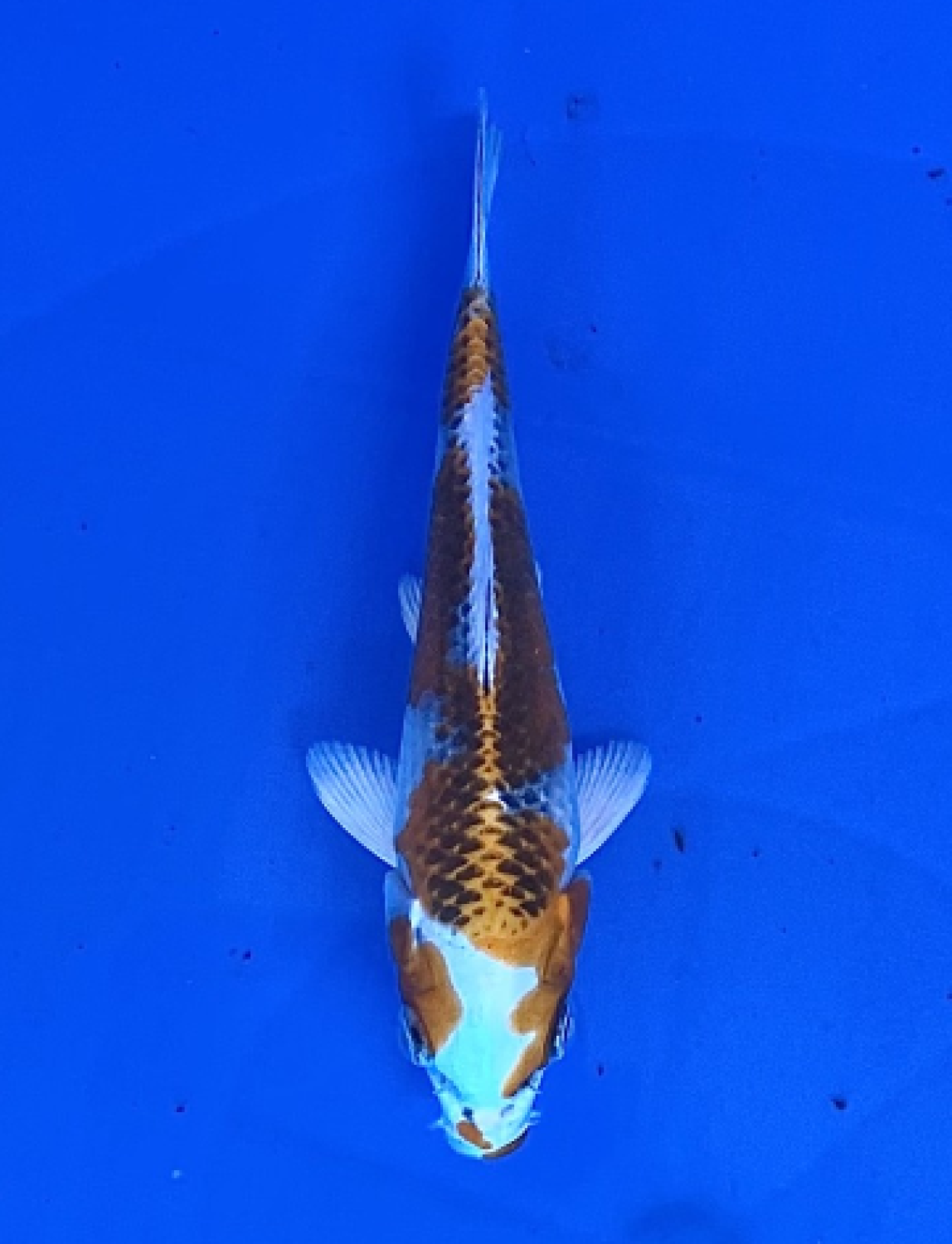 Juara 2