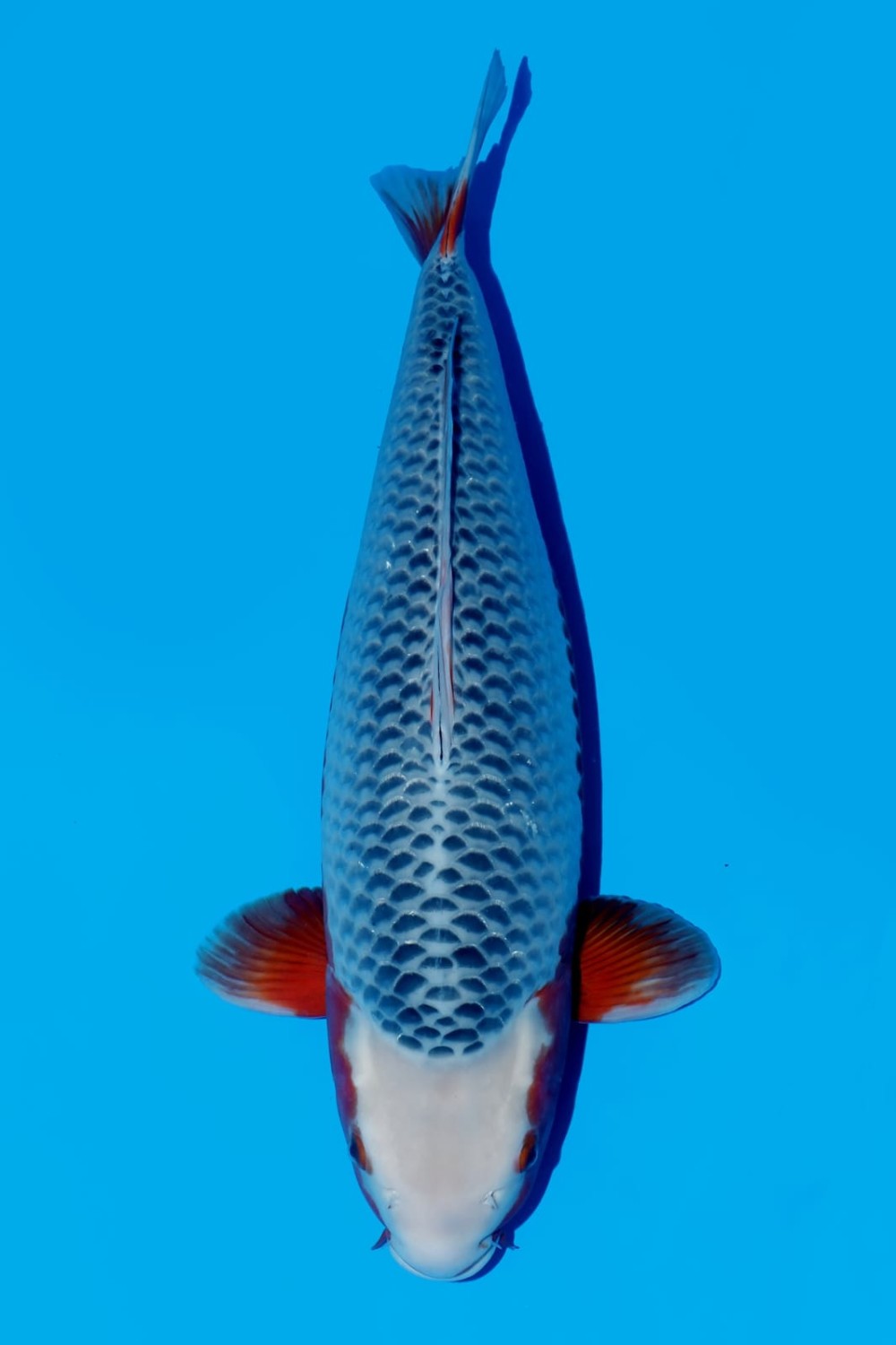 Juara 1