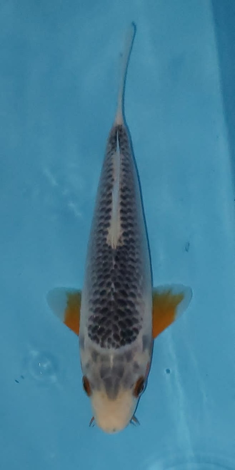 Juara 3