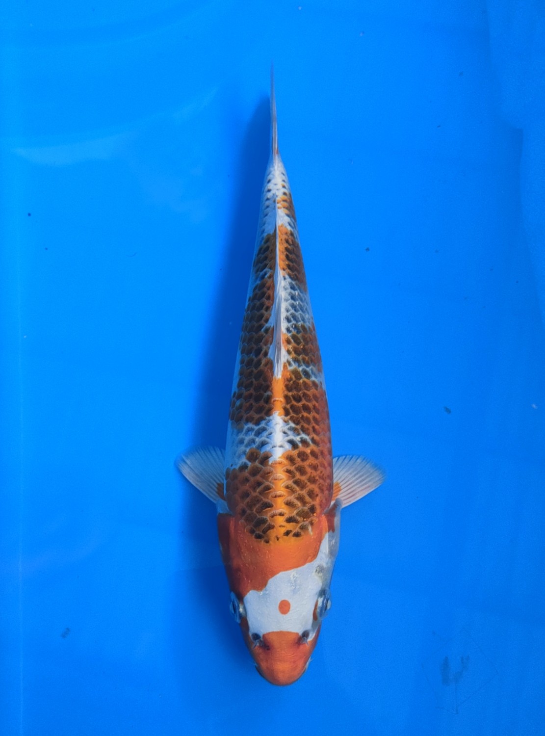 Juara 1