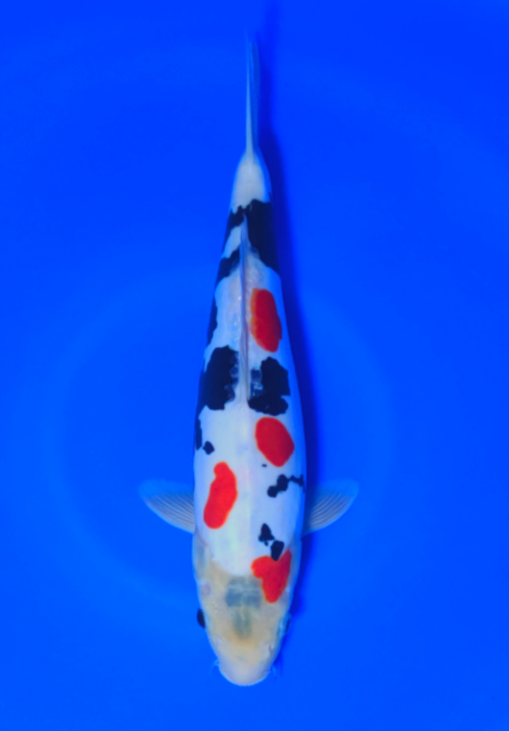 Juara 1