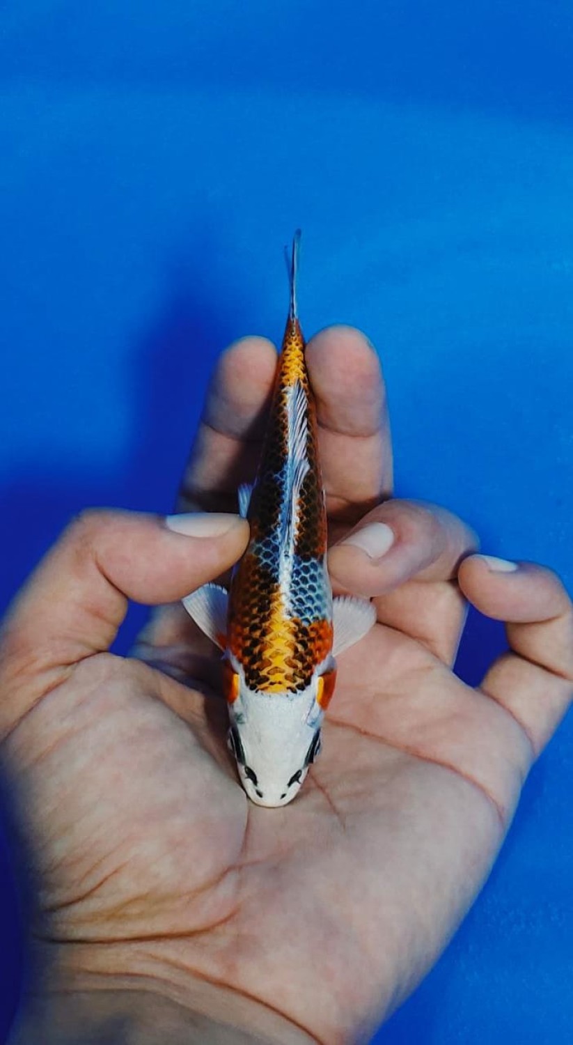 Juara 1