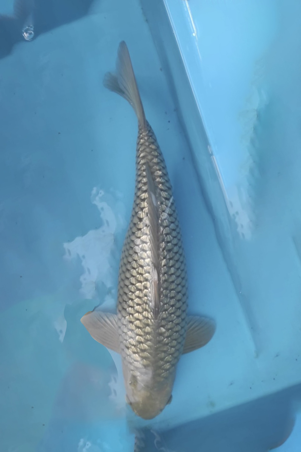 Juara 2