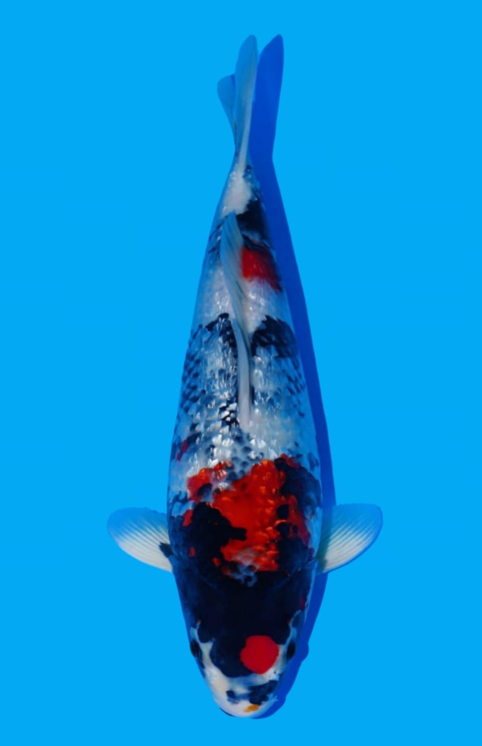 Juara 1