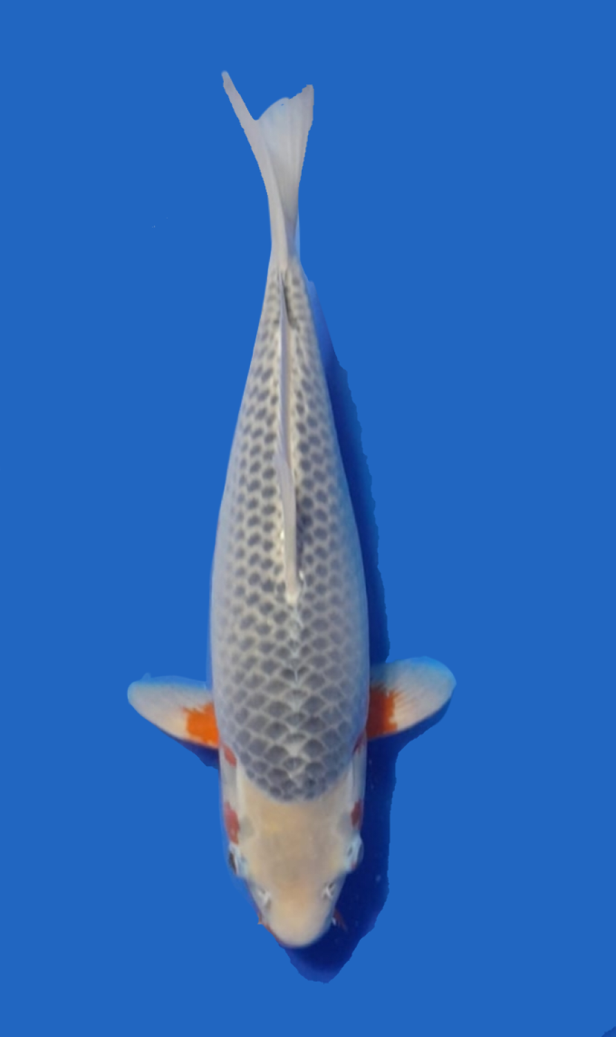 Juara 1