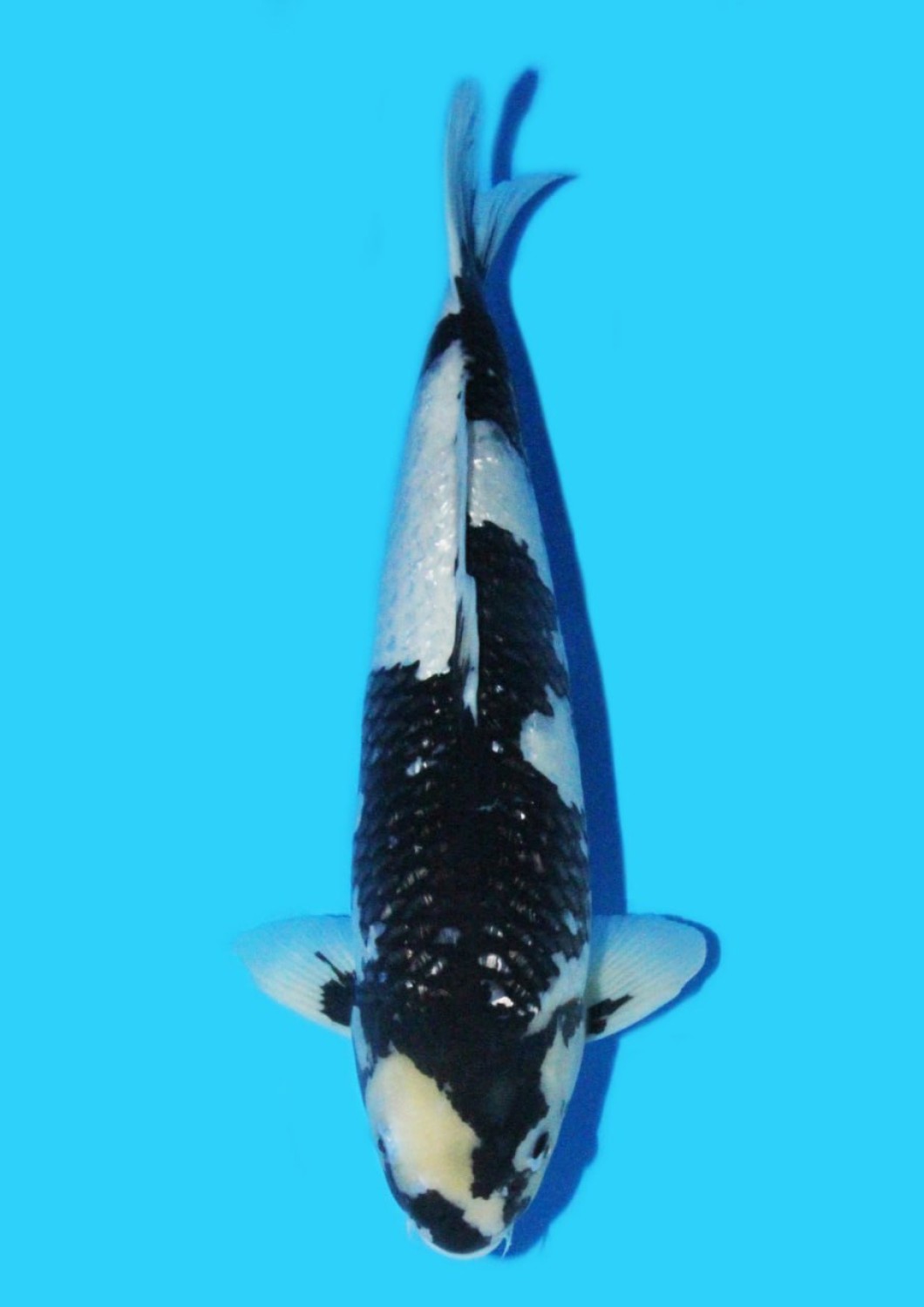 Juara 2