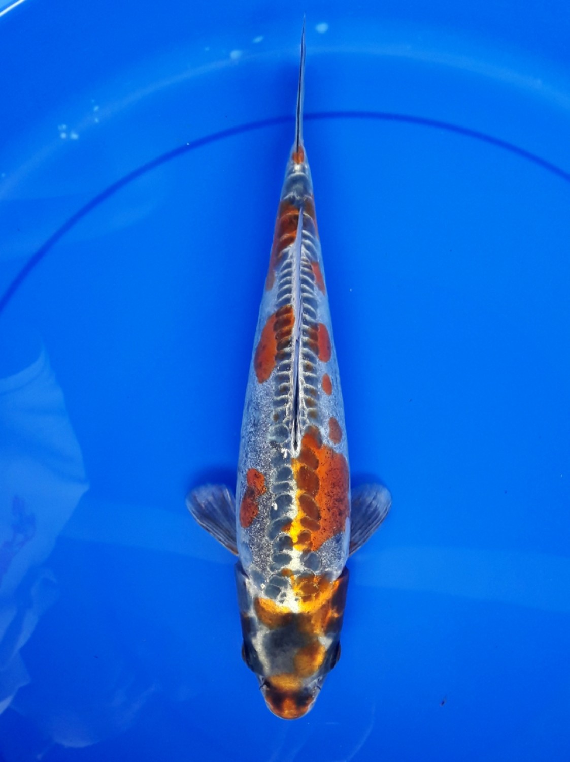 Juara 2