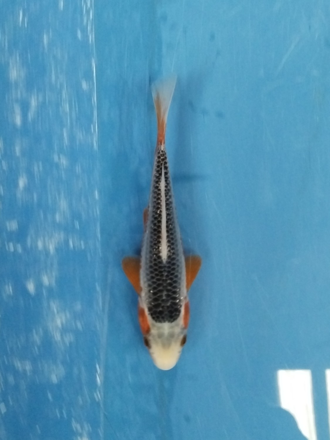 Juara 5