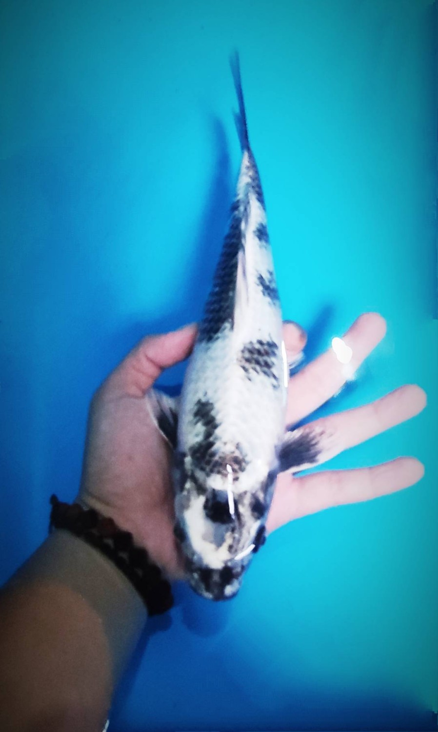 Juara 3
