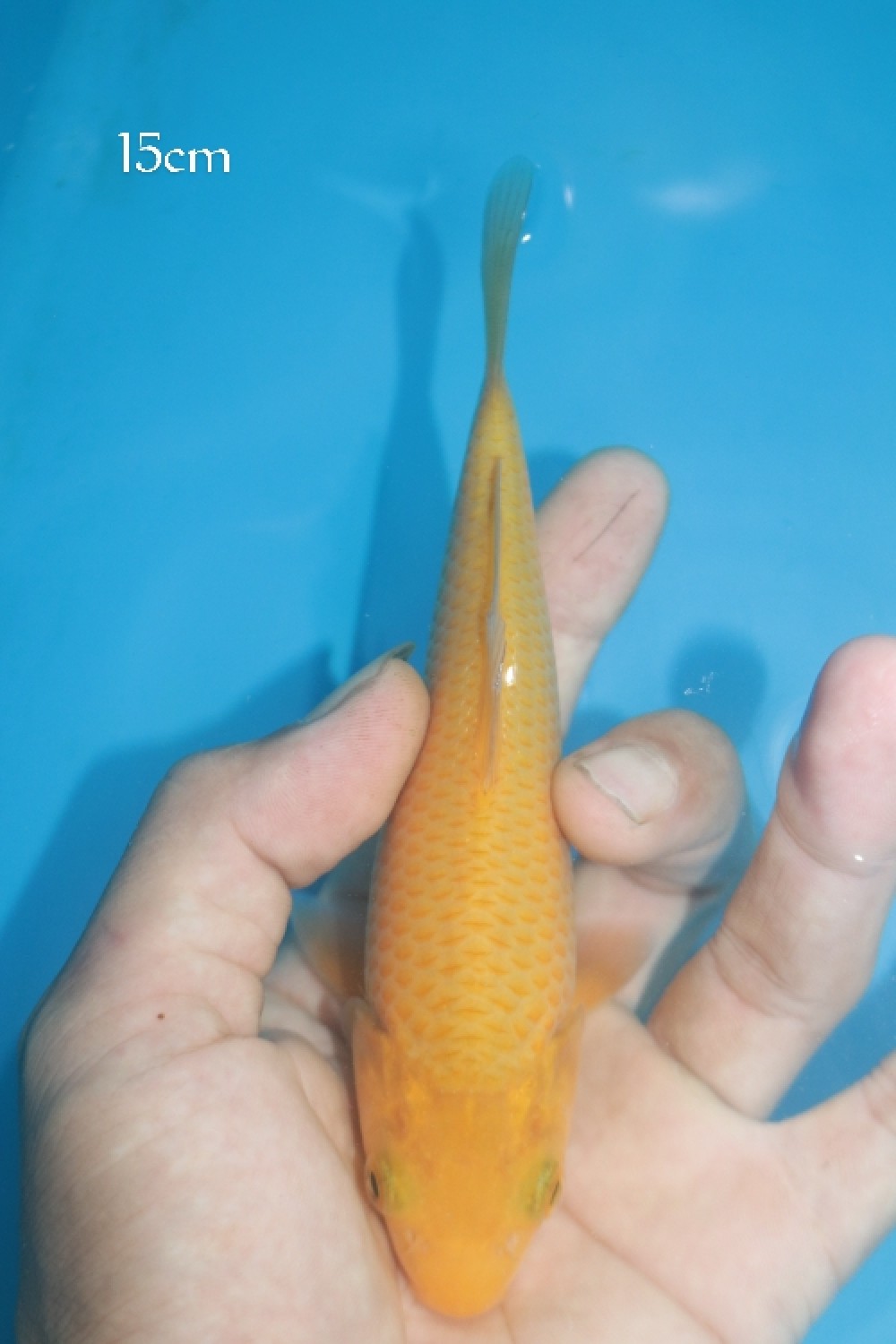 Juara 1