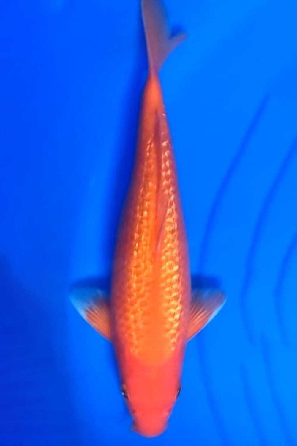 Juara 2