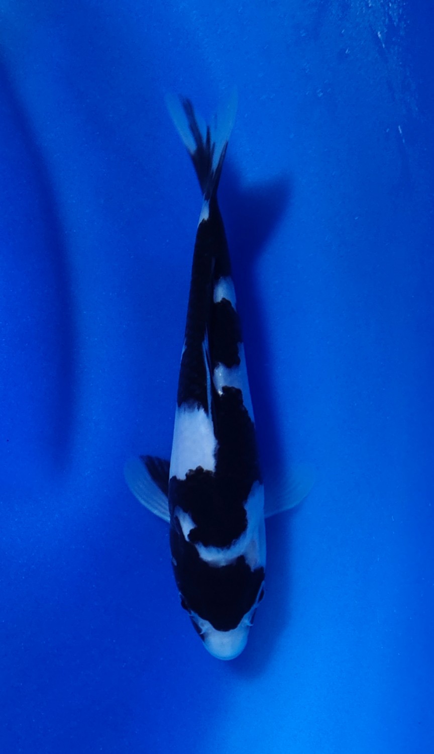 Best In Size B 16 - 20 cm