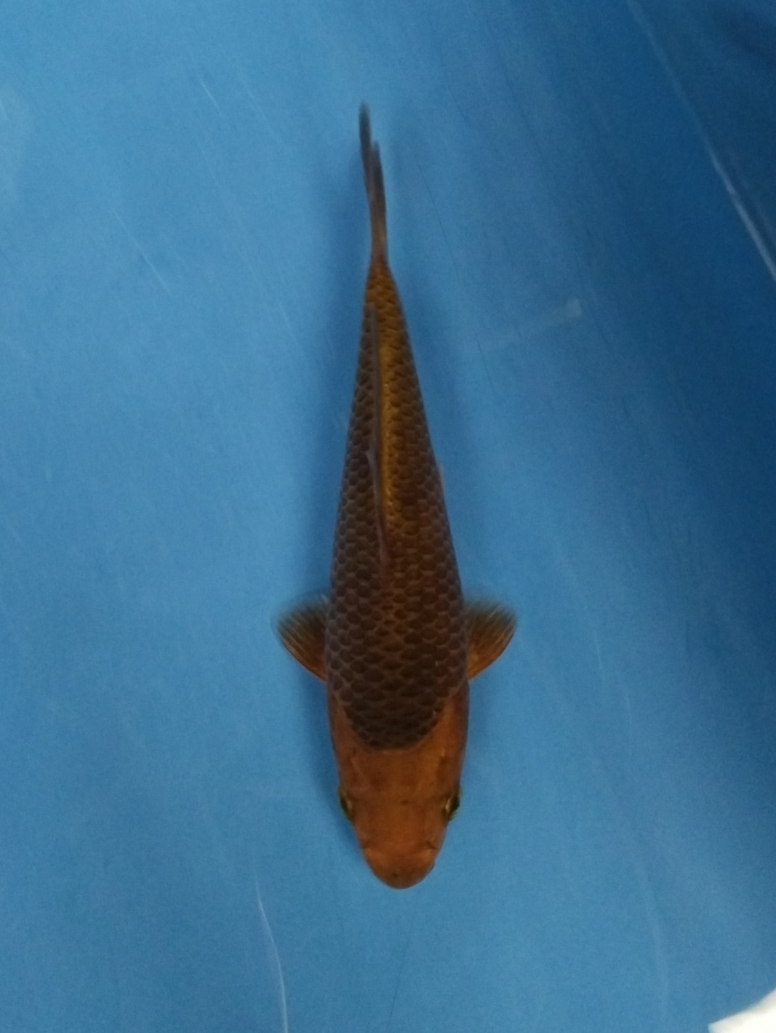 Juara 5