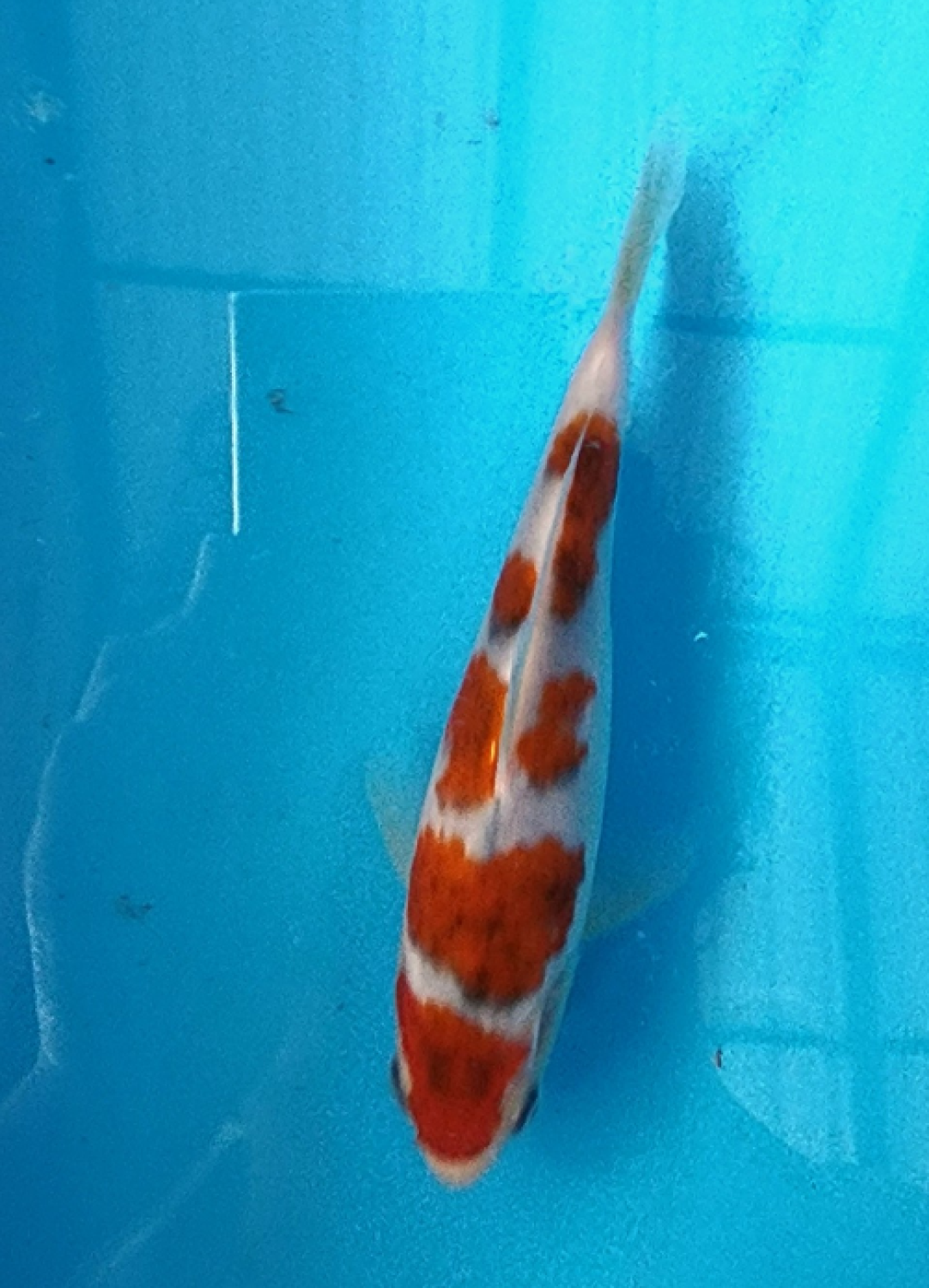 Juara 5