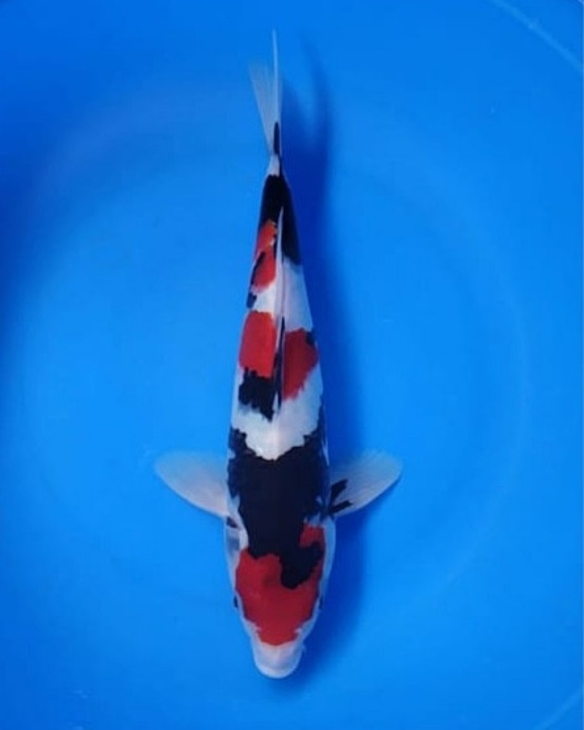 Best In Size A 26 - 30 cm