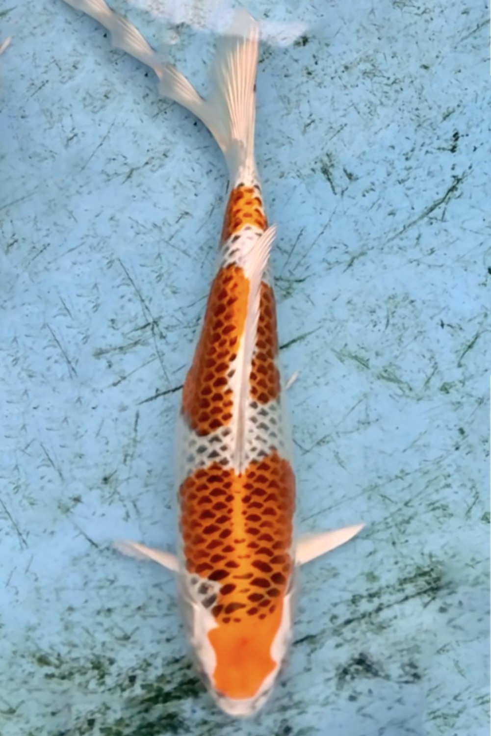 Juara 1