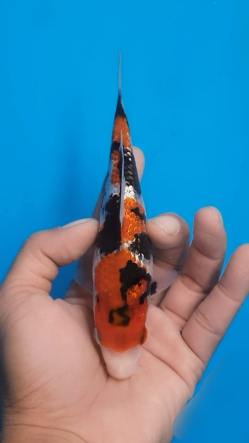 Juara 1
