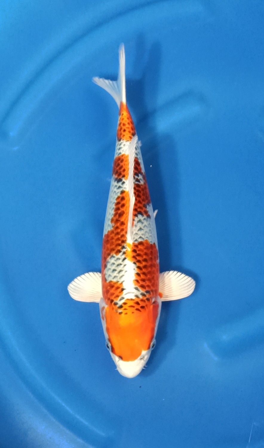 Juara 3