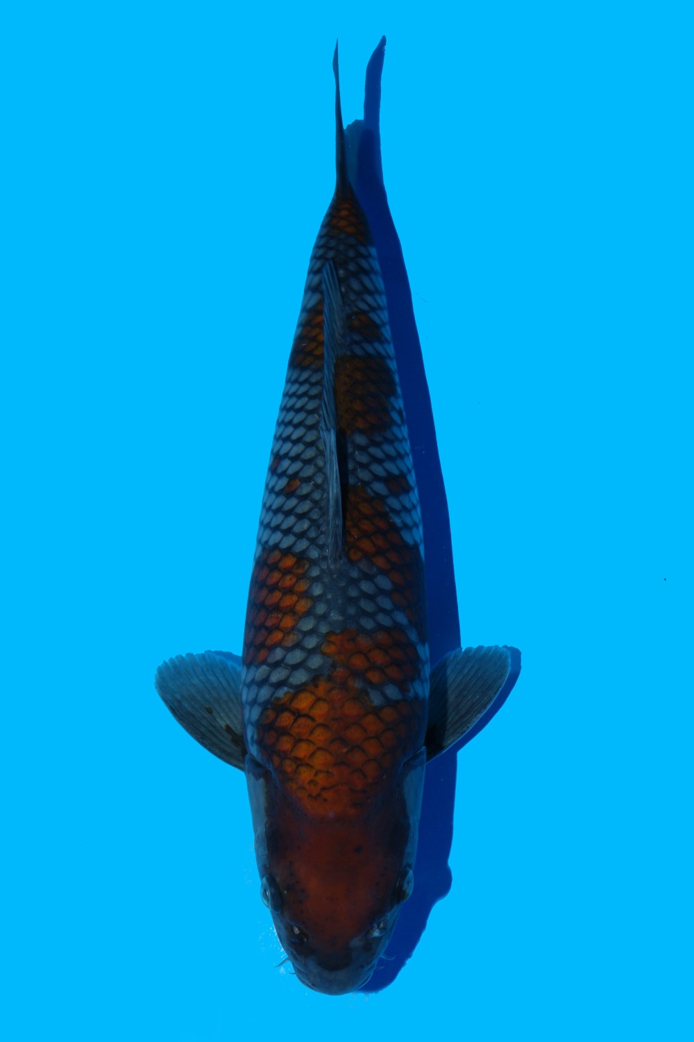 Juara 1