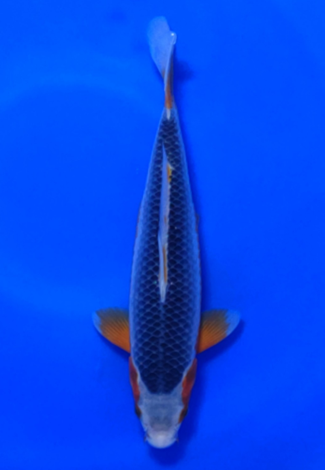 Juara 2