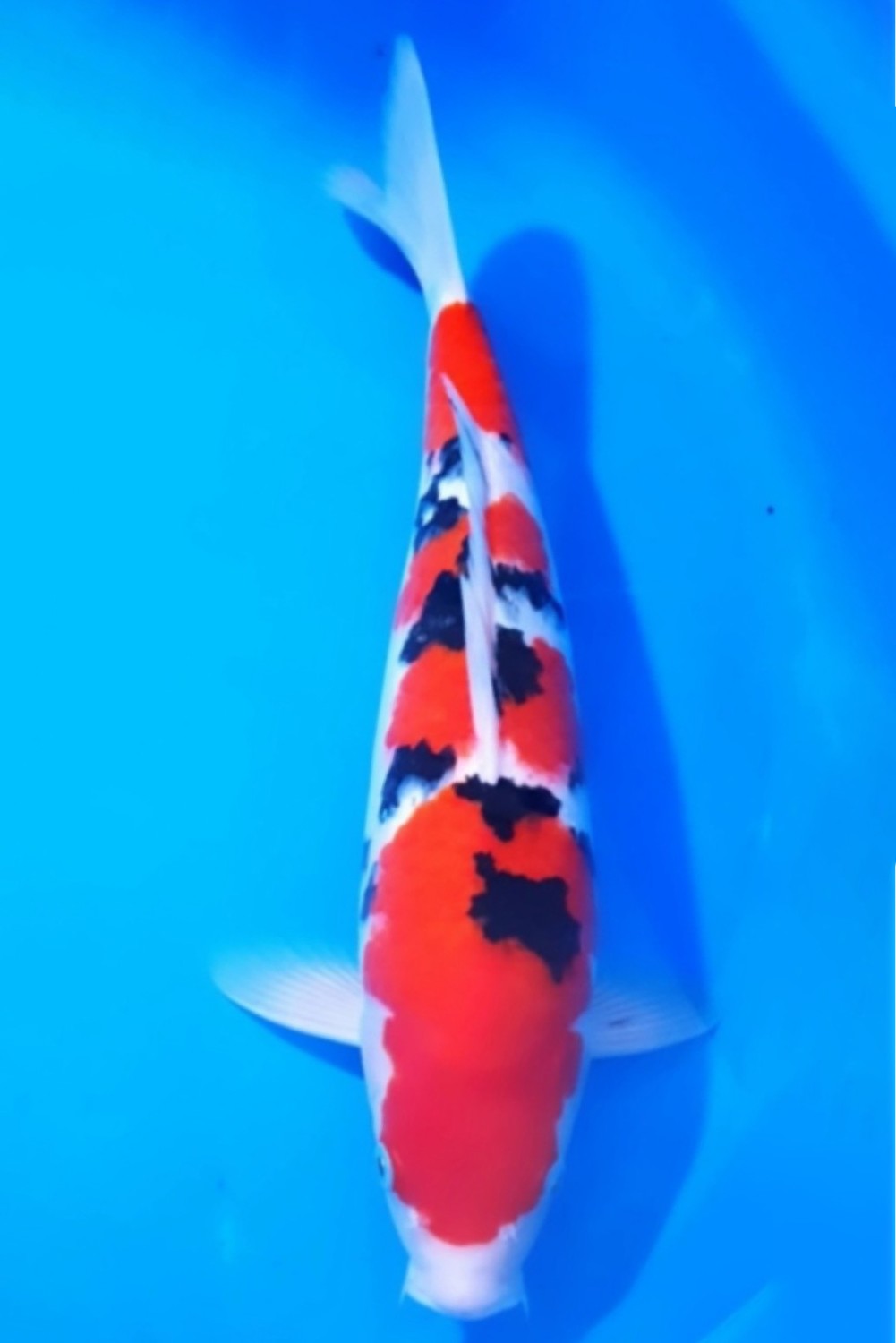 Juara 2