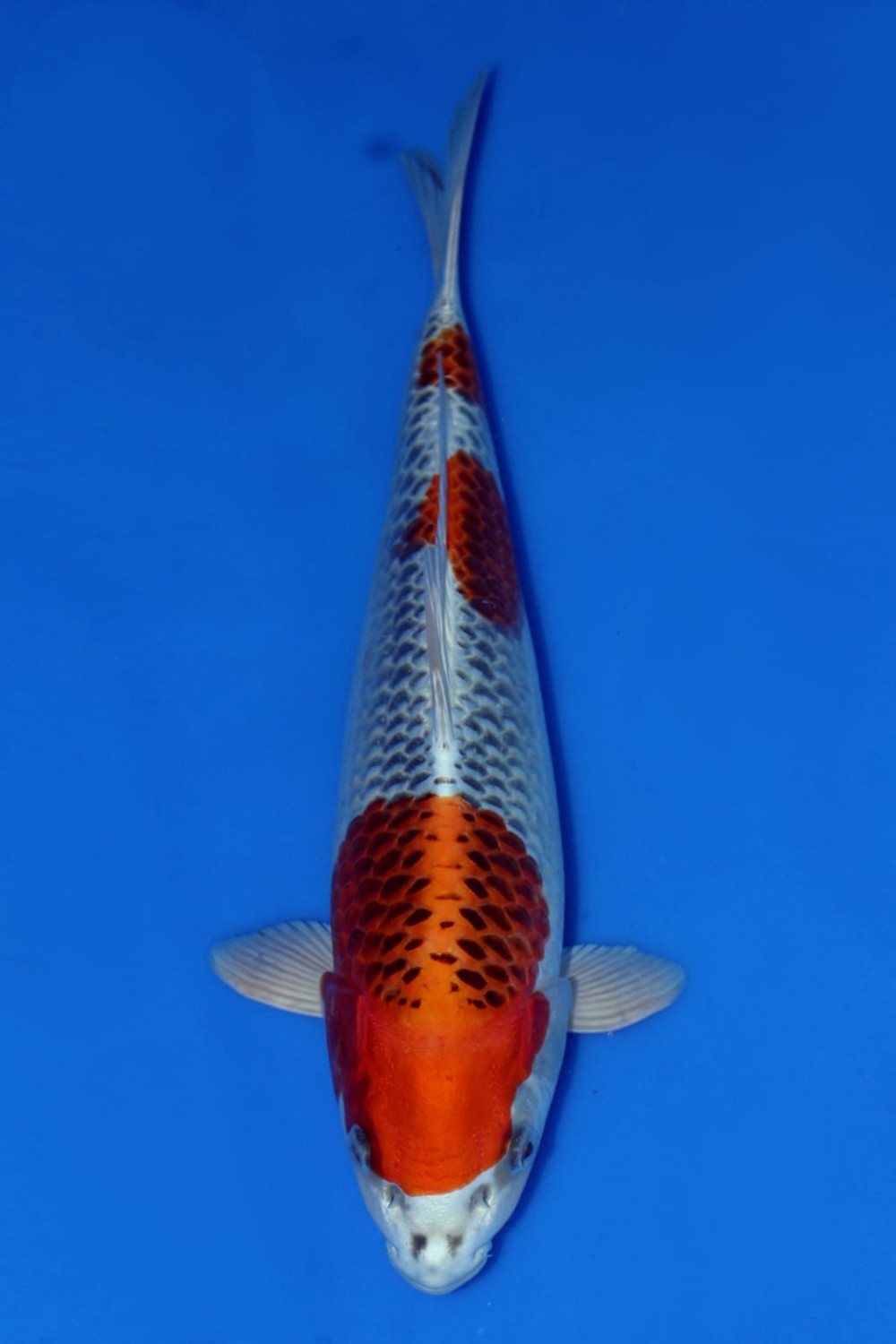 Juara 4