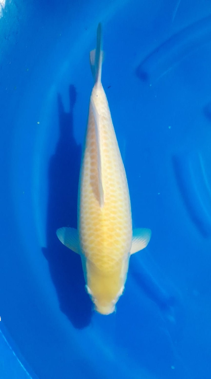 Juara 1