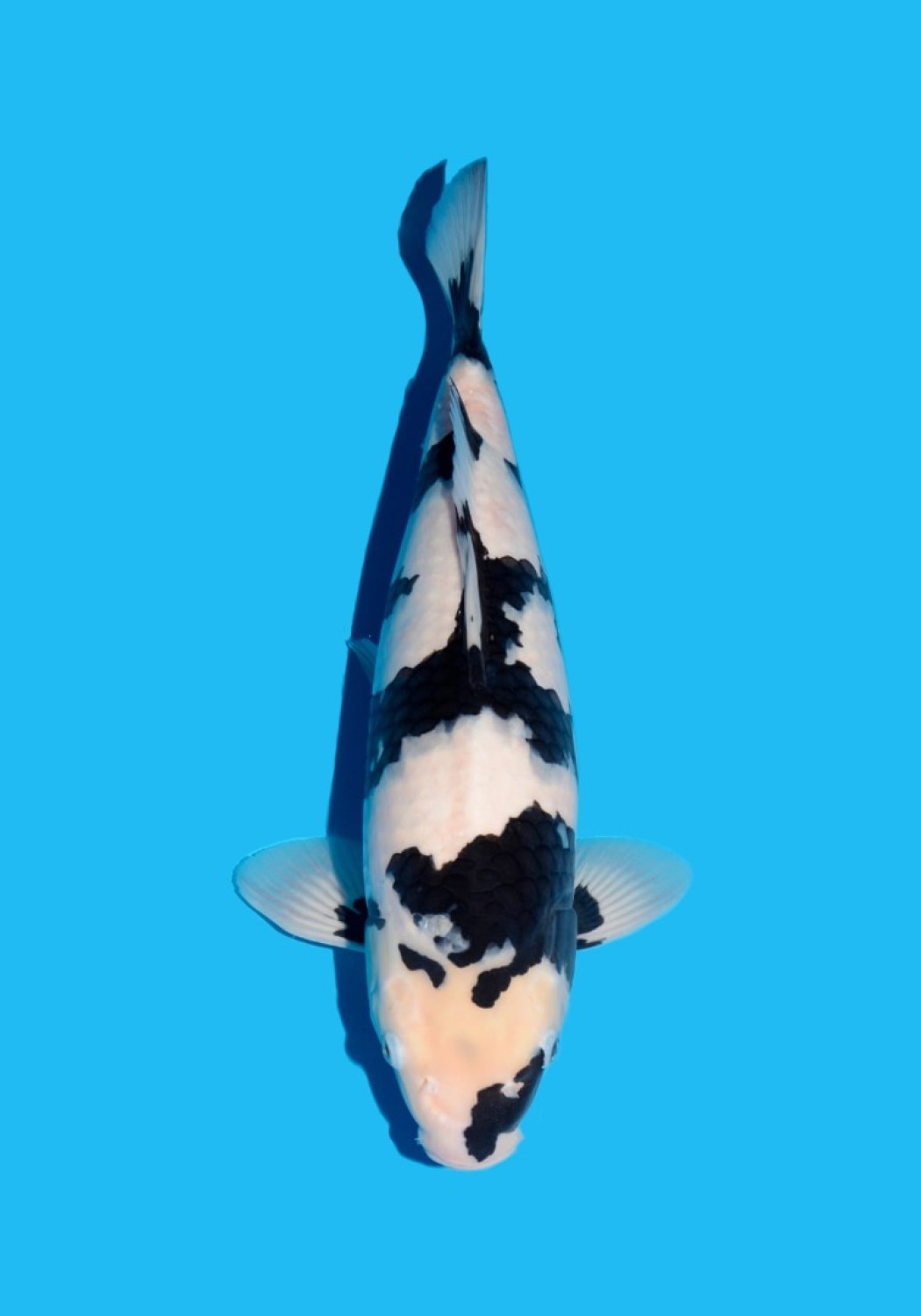 Juara 2
