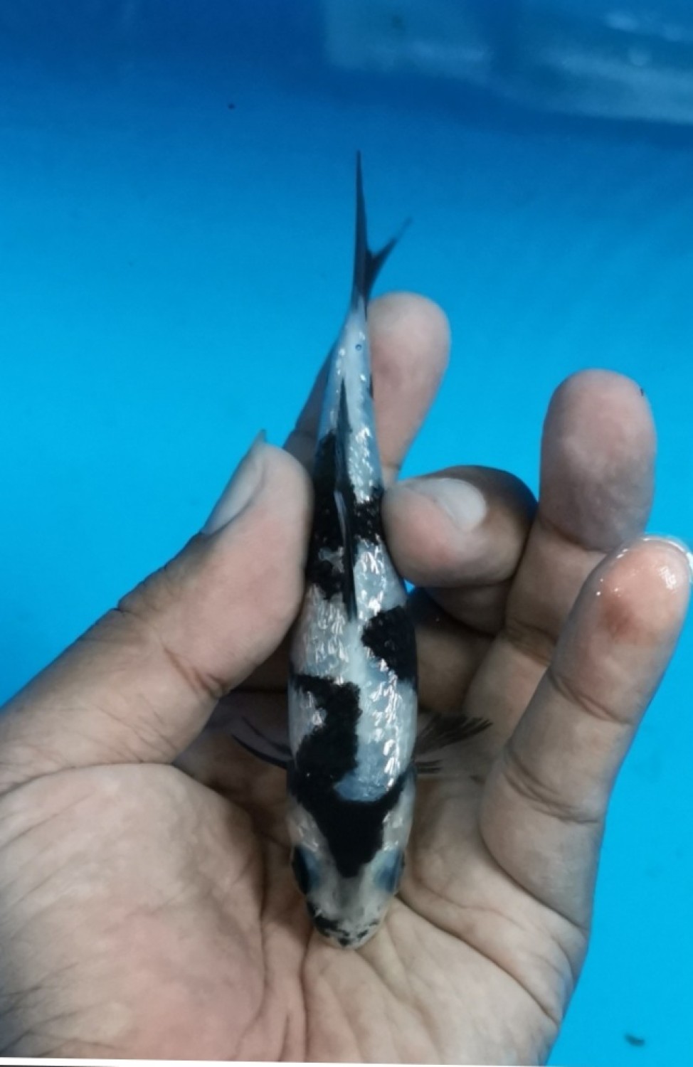 Juara 4