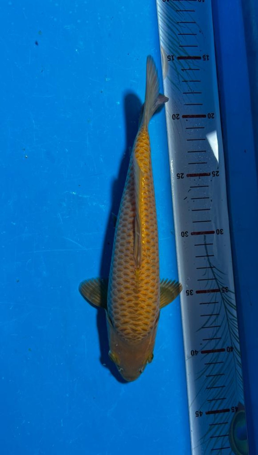 Best In Size E 21 - 25 cm