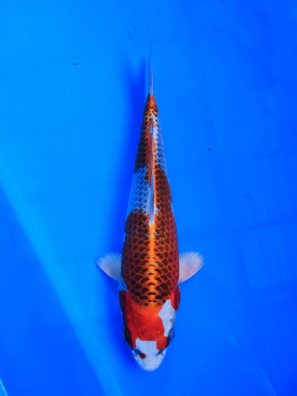 Juara 2