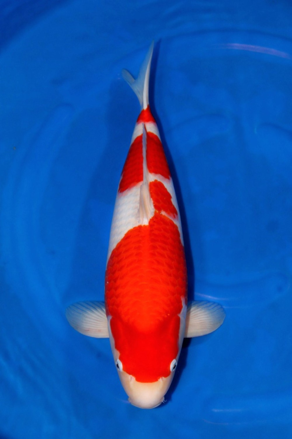 Best In Size A 61 - 65 cm