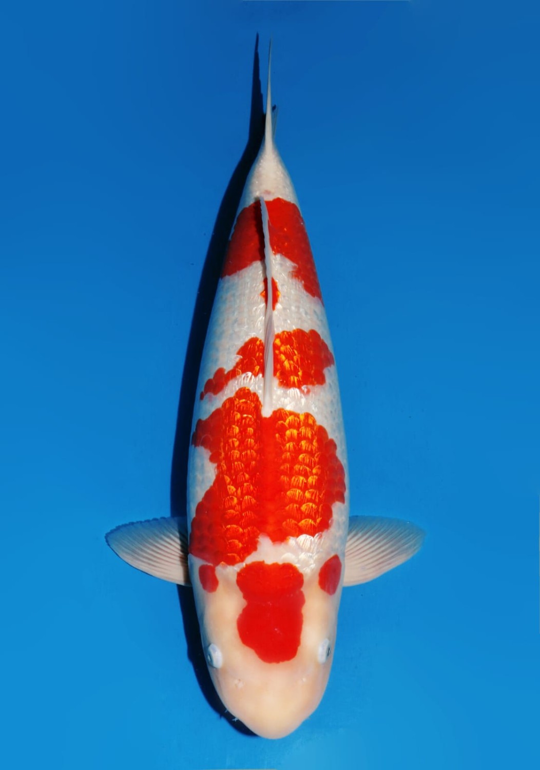 Best In Size B 66 - 70 cm