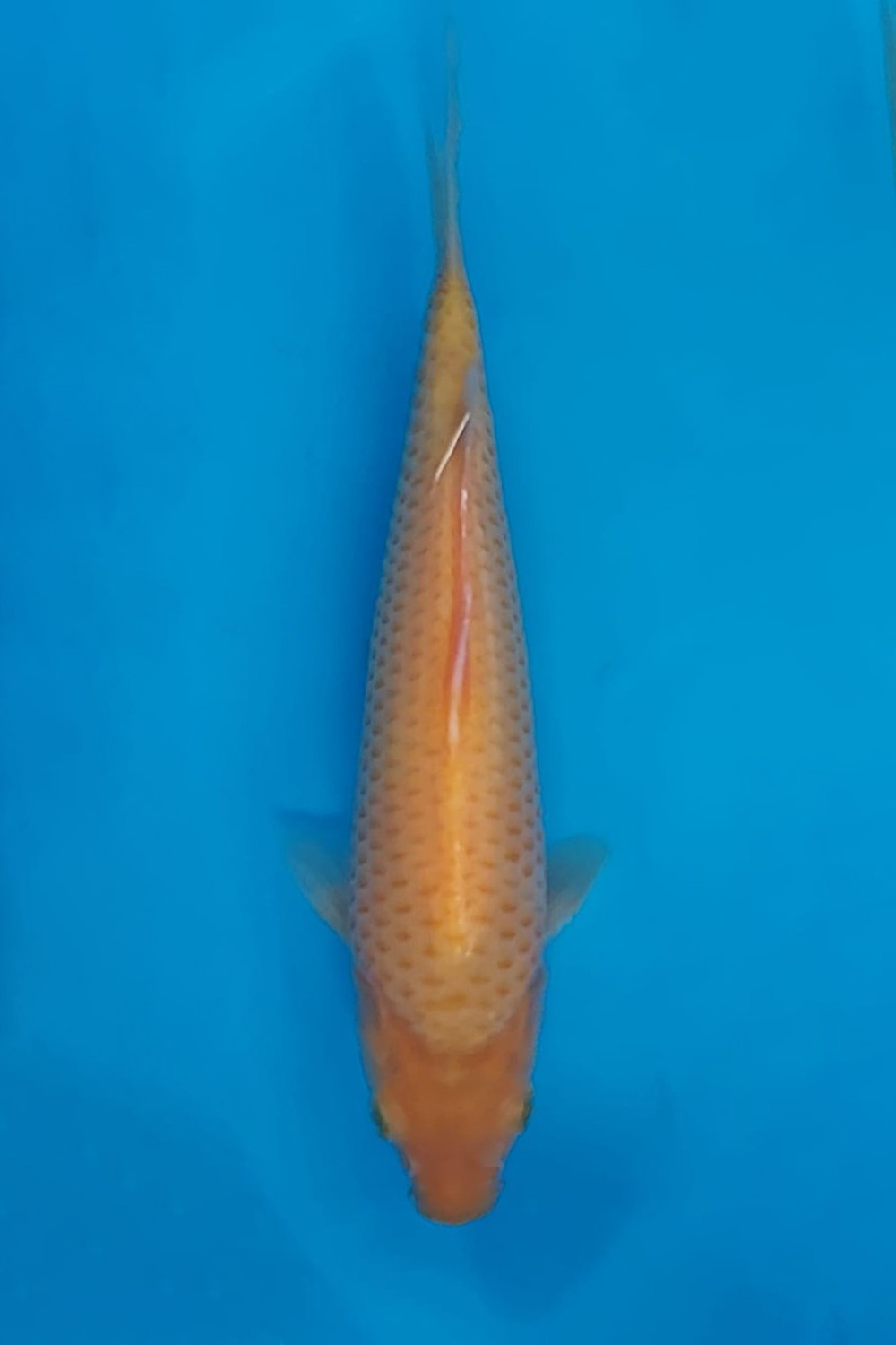 Juara 2