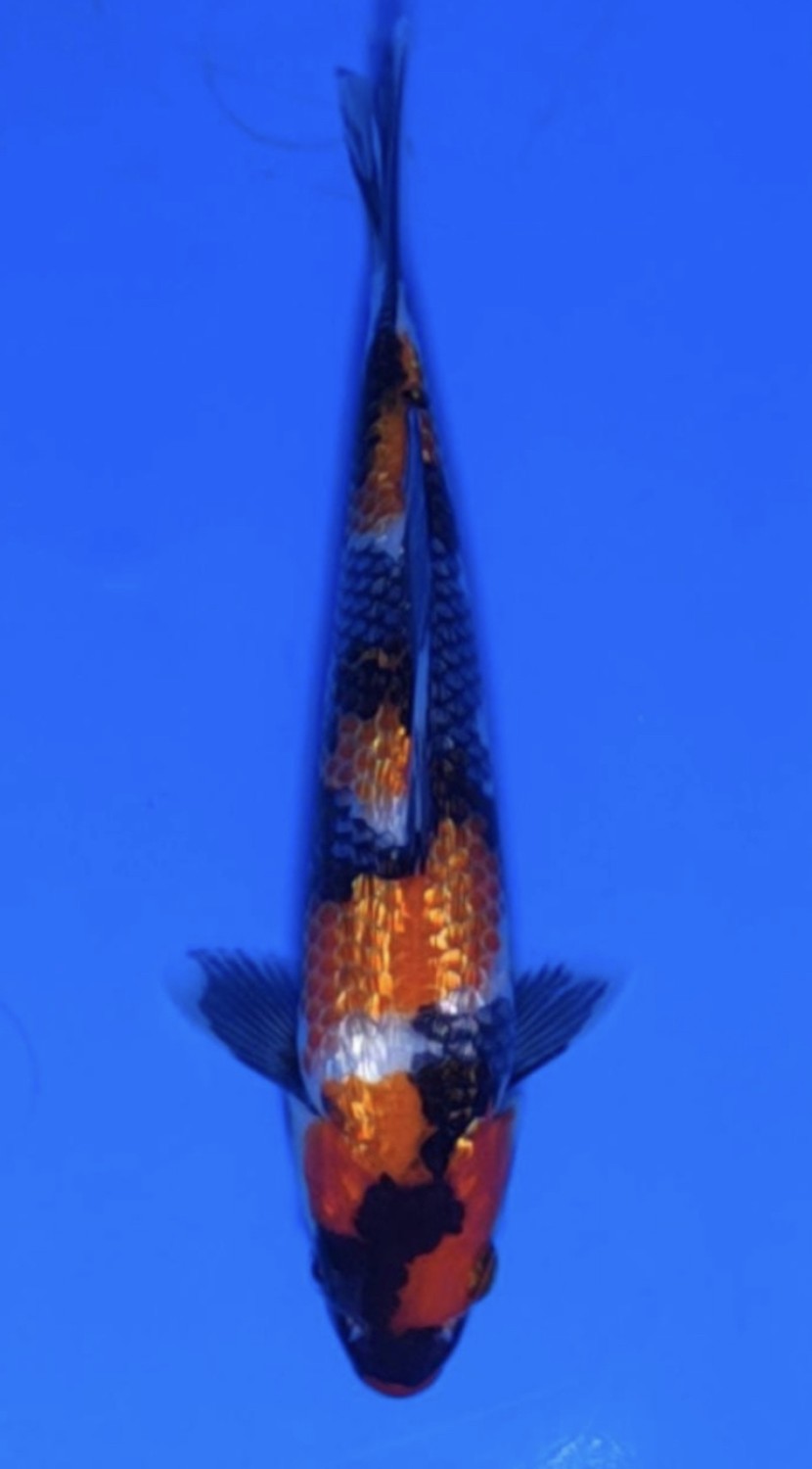 Juara 4