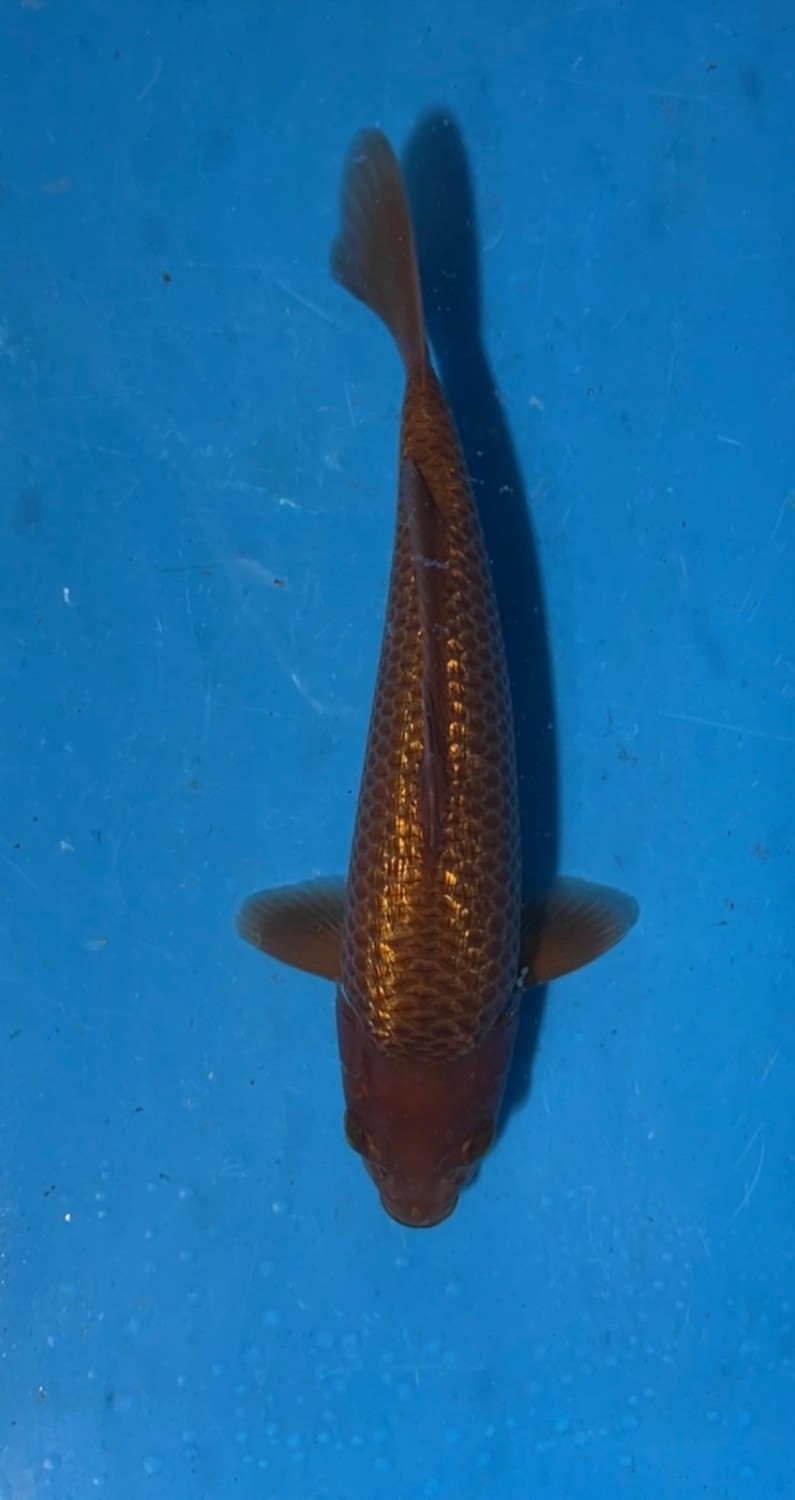 Best In Size E 16 - 20 cm