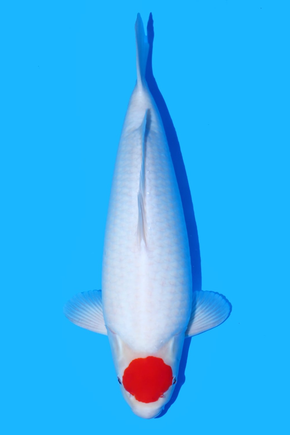 Best In Size C 46 - 50 cm