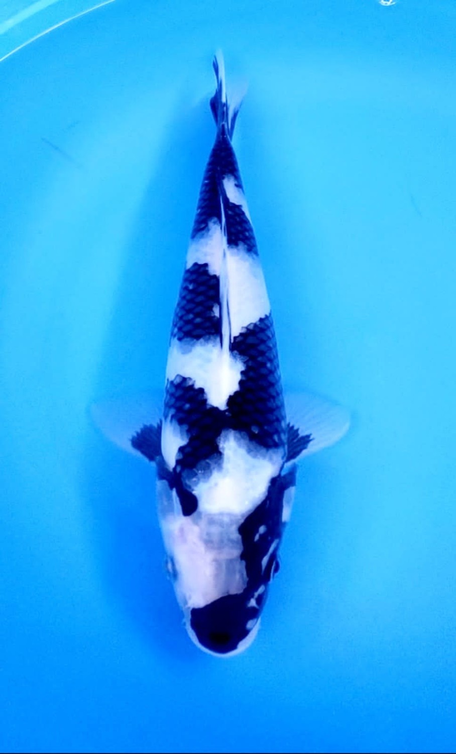 Juara 5