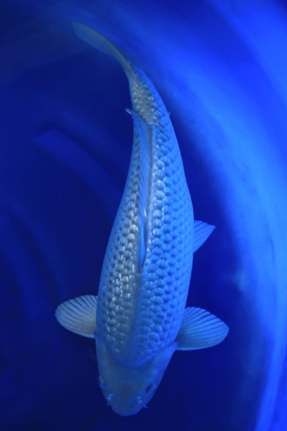 Best In Size E 51 - 55 cm