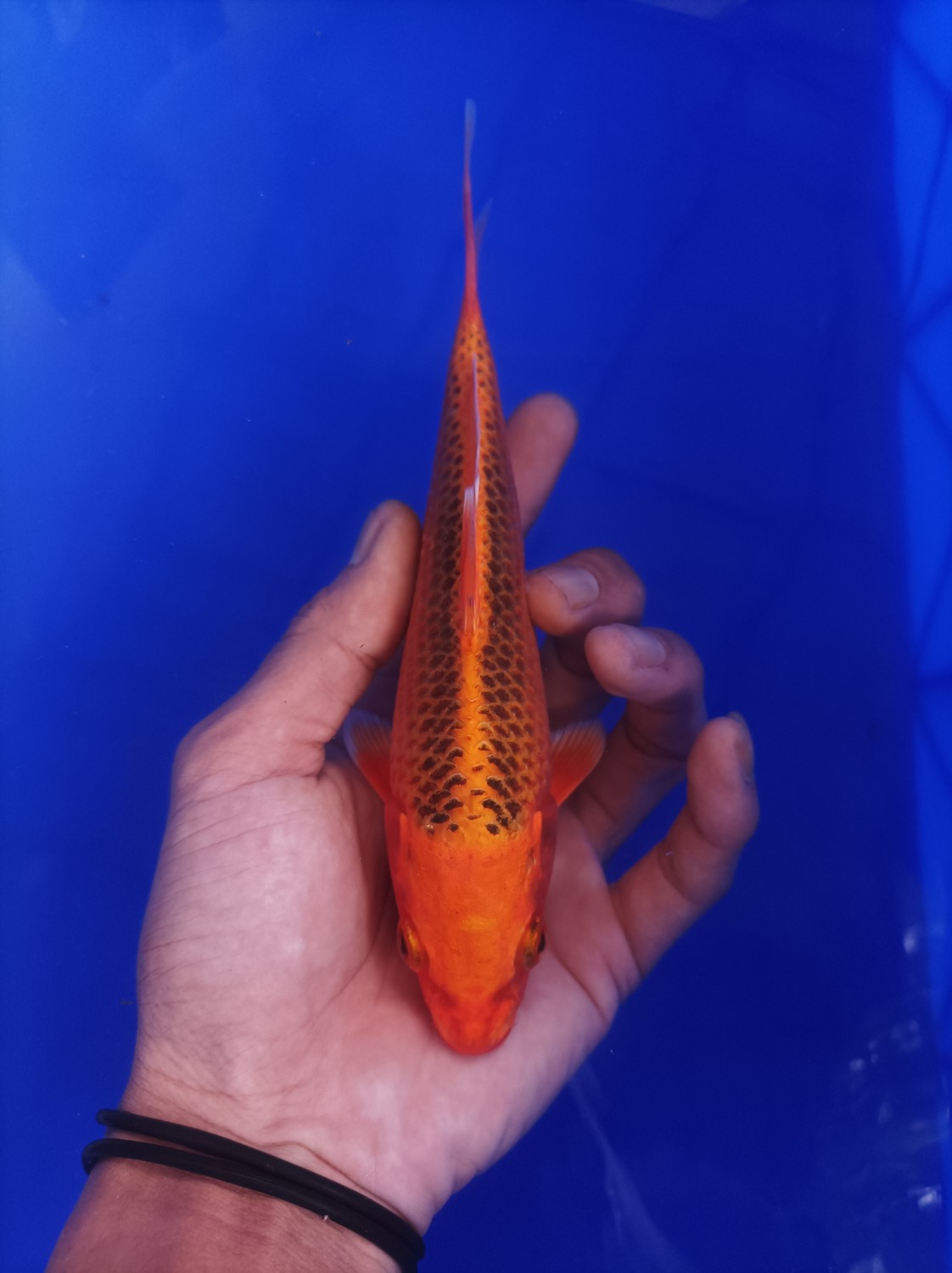Juara 4