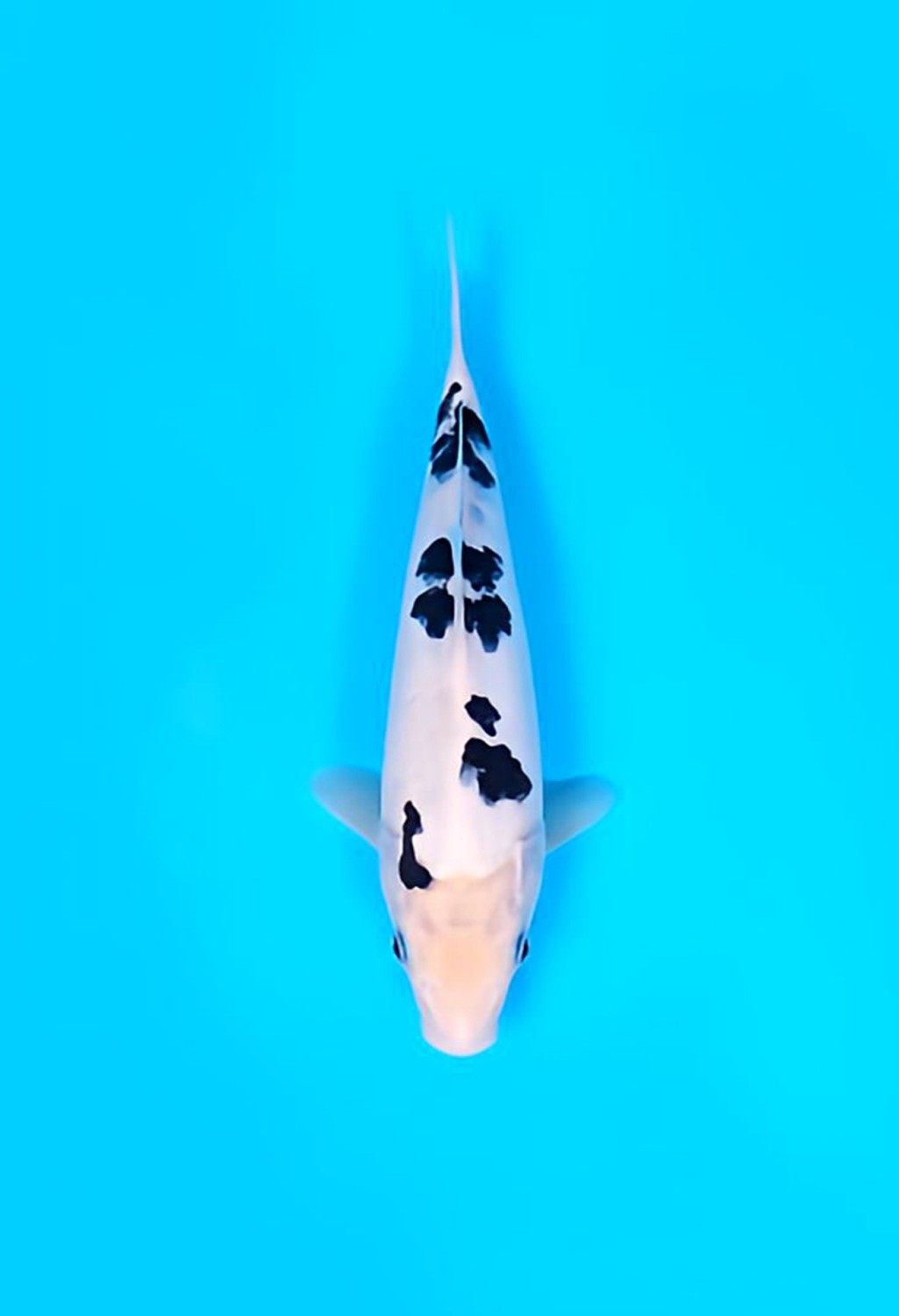 Juara 2