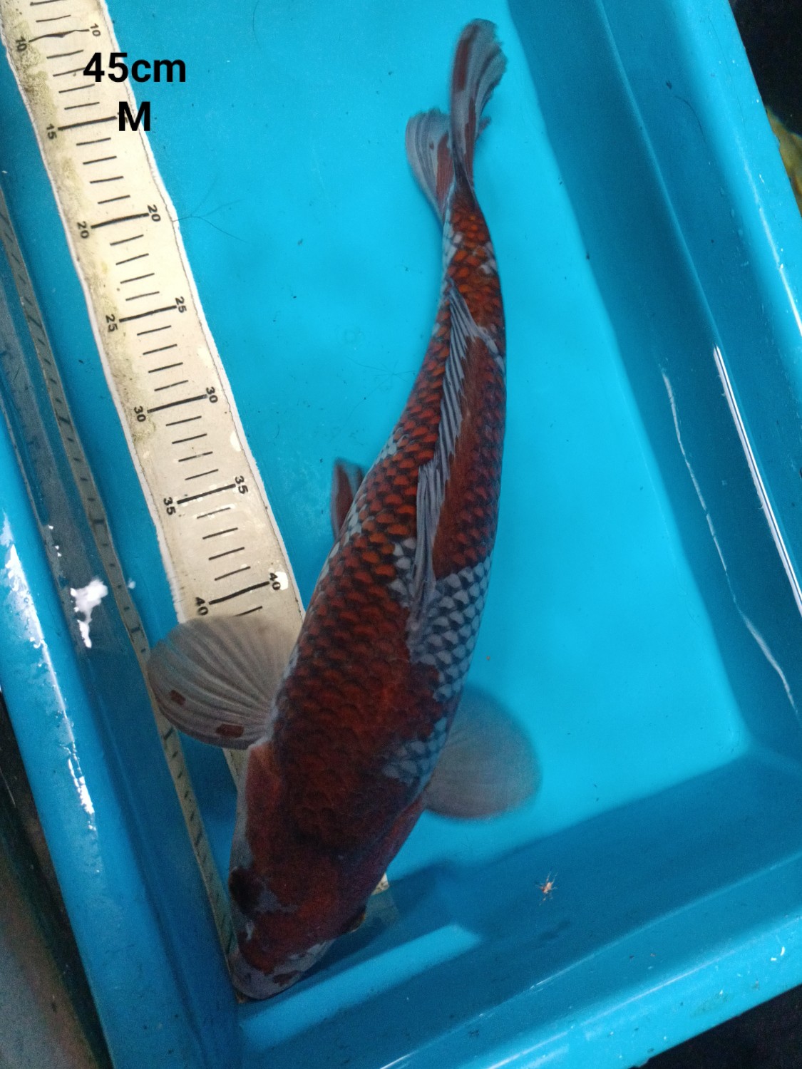 Juara 2