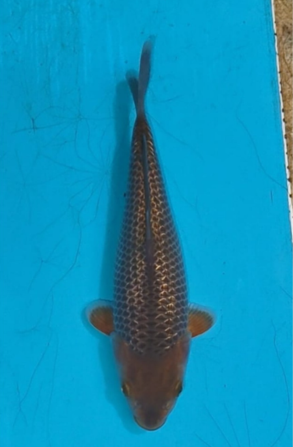 Juara 4