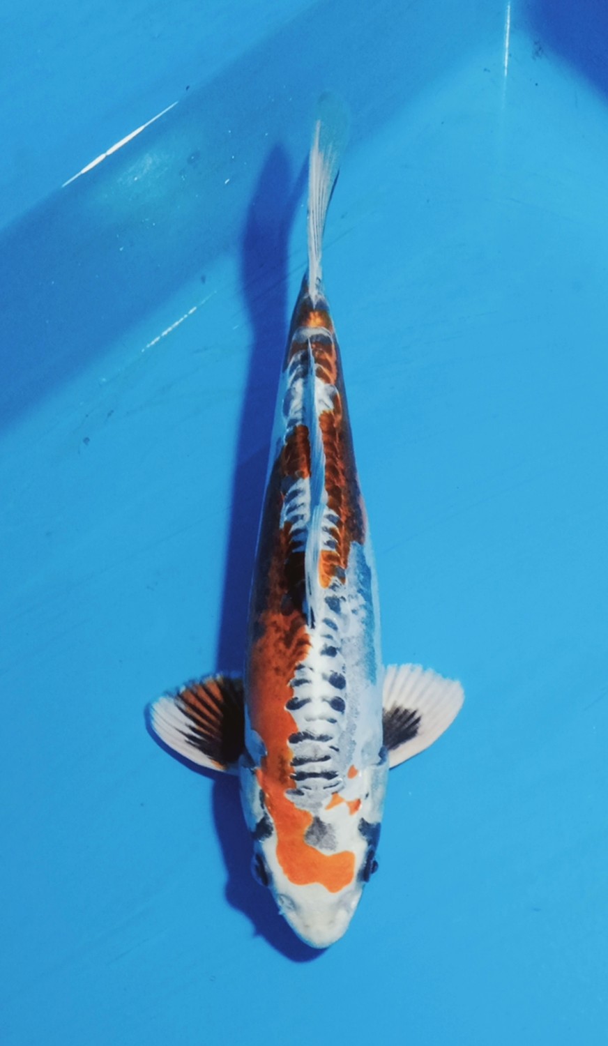 Juara 1