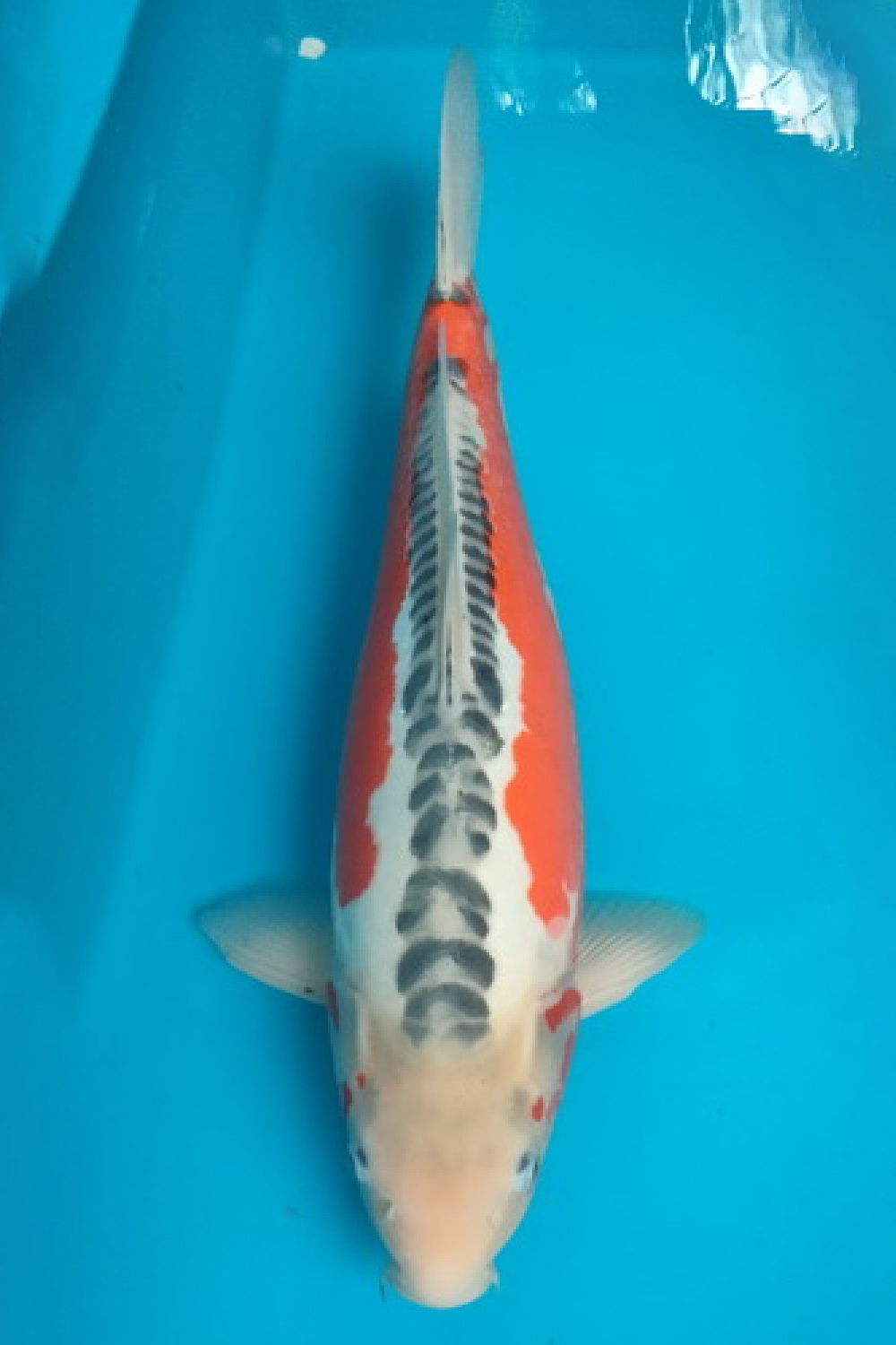 Best In Size D 56 - 60 cm